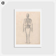 アートポストカード-Human Skeleton, Posterior View
 - ジョージ スタッブス Postcard.