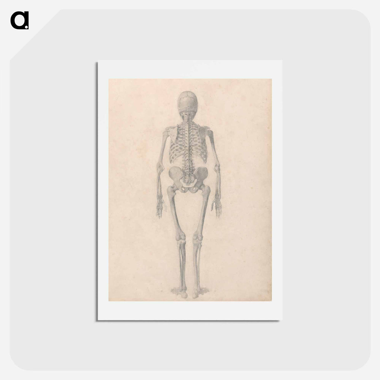 アートポストカード-Human Skeleton, Posterior View
 - ジョージ スタッブス Postcard.