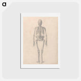 アートポストカード-Human Skeleton, Posterior View
 - ジョージ スタッブス Postcard.