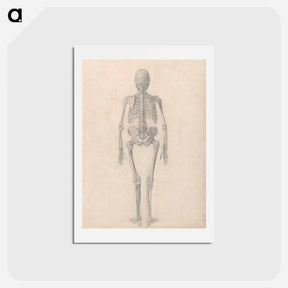 アートポストカード-Human Skeleton, Posterior View
 - ジョージ スタッブス Postcard.