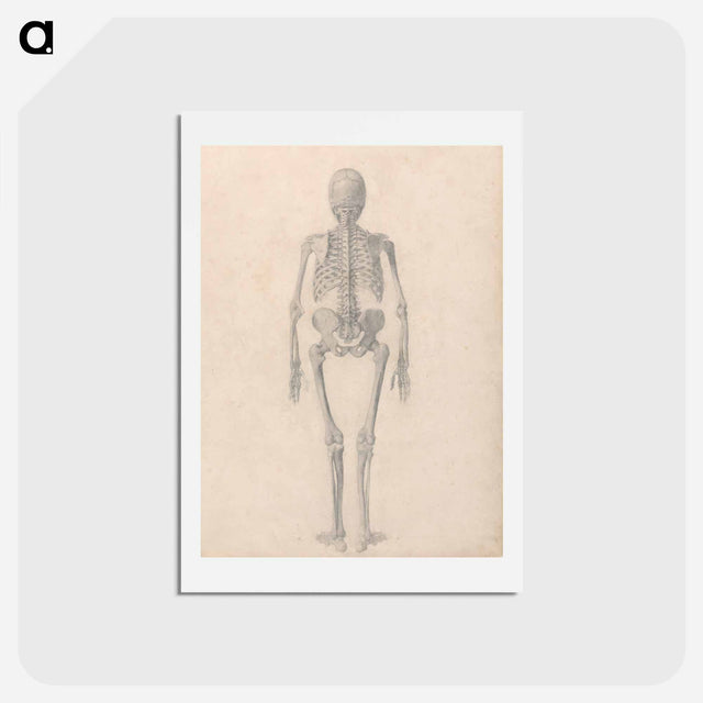アートポストカード-Human Skeleton, Posterior View
 - ジョージ スタッブス Postcard.