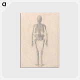 アートポストカード-Human Skeleton, Posterior View
 - ジョージ スタッブス Postcard.