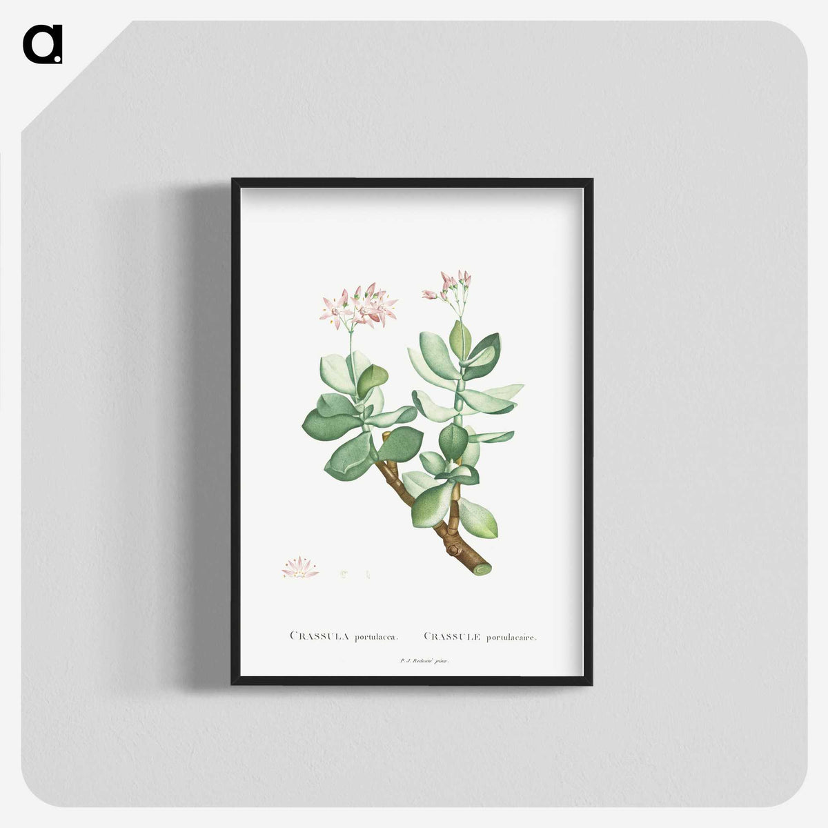 1-70_Histoire-des-Plantes-Grasses_blk-crop