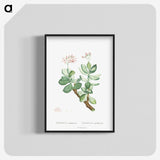 1-70_Histoire-des-Plantes-Grasses_blk-crop