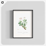 1-70_Histoire-des-Plantes-Grasses_blk