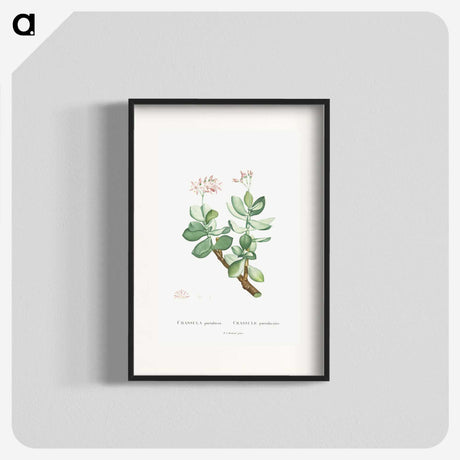 1-70_Histoire-des-Plantes-Grasses_blk