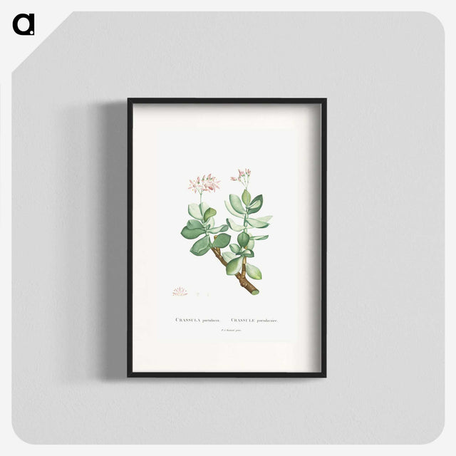 1-70_Histoire-des-Plantes-Grasses_blk