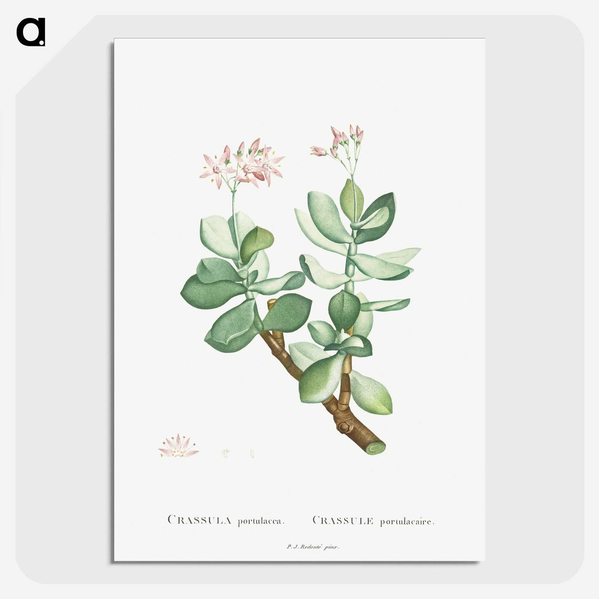 1-70_Histoire-des-Plantes-Grasses_picture-crop
