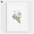 1-70_Histoire-des-Plantes-Grasses_picture
