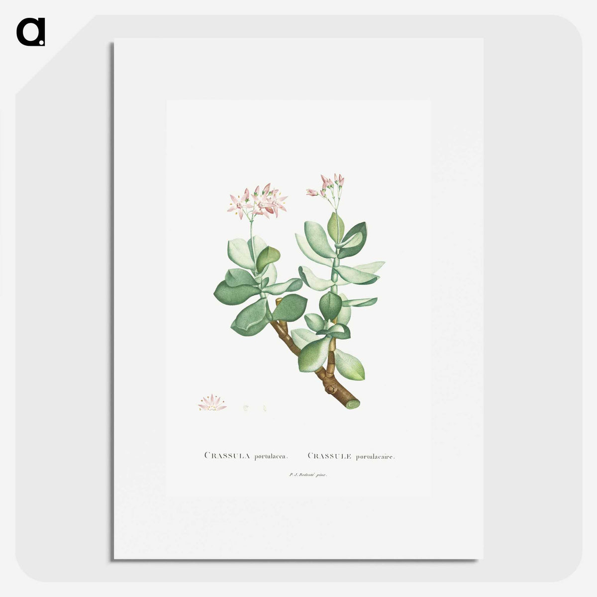 1-70_Histoire-des-Plantes-Grasses_picture