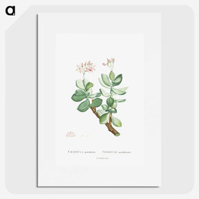 1-70_Histoire-des-Plantes-Grasses_picture