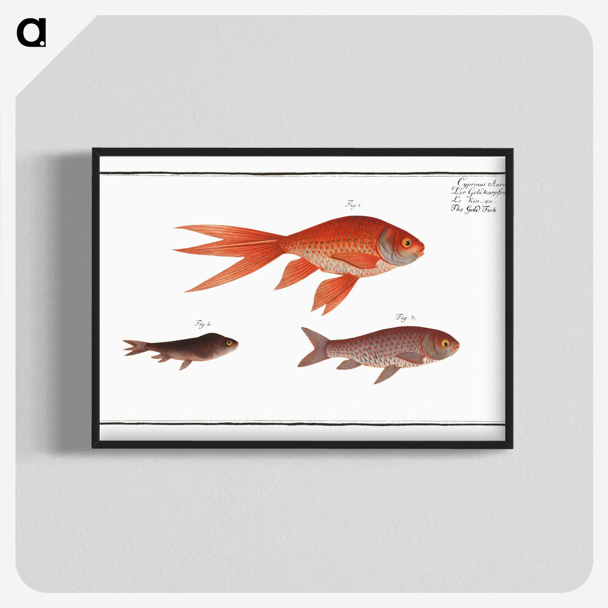 1-70_Ichtyologie-ou-Histoire-naturelle_blk-crop