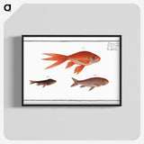 1-70_Ichtyologie-ou-Histoire-naturelle_blk-crop