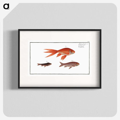 1-70_Ichtyologie-ou-Histoire-naturelle_blk