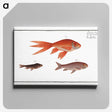 1-70_Ichtyologie-ou-Histoire-naturelle_canvas