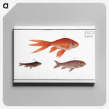 1-70_Ichtyologie-ou-Histoire-naturelle_canvas