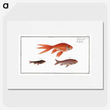1-70_Ichtyologie-ou-Histoire-naturelle_picture