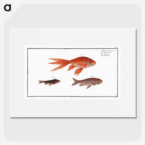 1-70_Ichtyologie-ou-Histoire-naturelle_picture