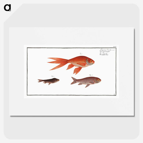 1-70_Ichtyologie-ou-Histoire-naturelle_picture