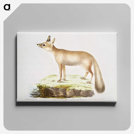 1-70_Indian-Zoology_canvas