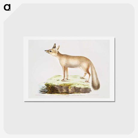 1-70_Indian-Zoology_hagaki