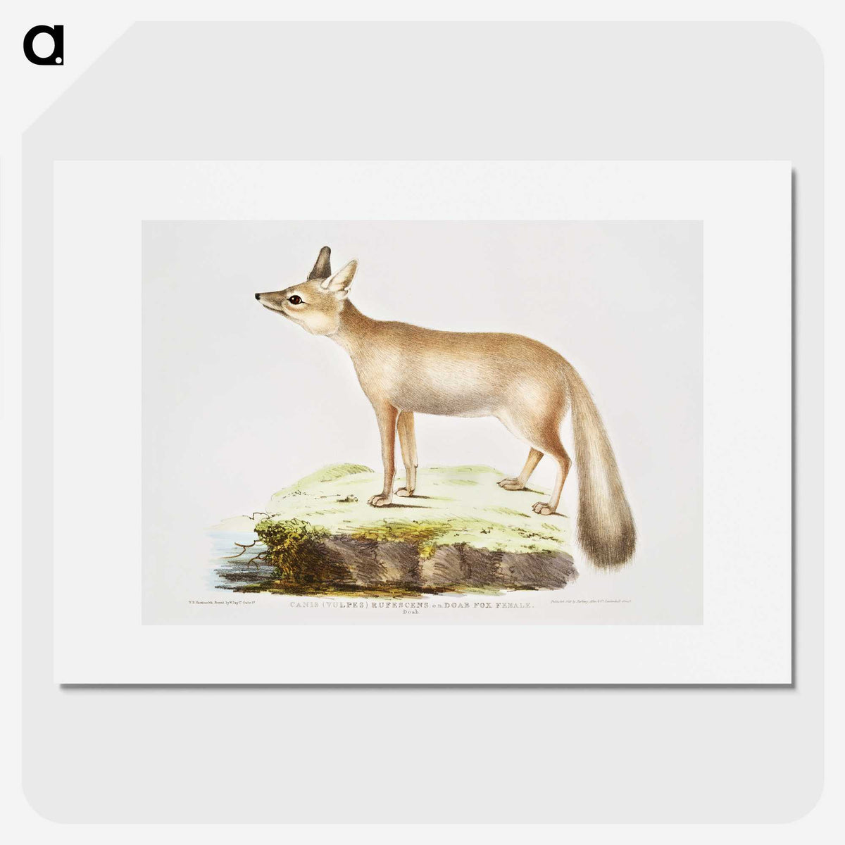 1-70_Indian-Zoology_picture