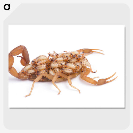1-70_Insects-Unlocked-Project_picture-crop