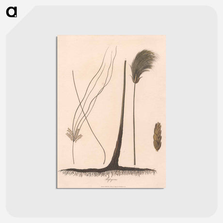 アートポストカード-Papyrus
 - ジェームス ヒース Postcard.