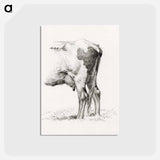 アートポストカード-Back legs of a cow - ジャン ベルナール Postcard.