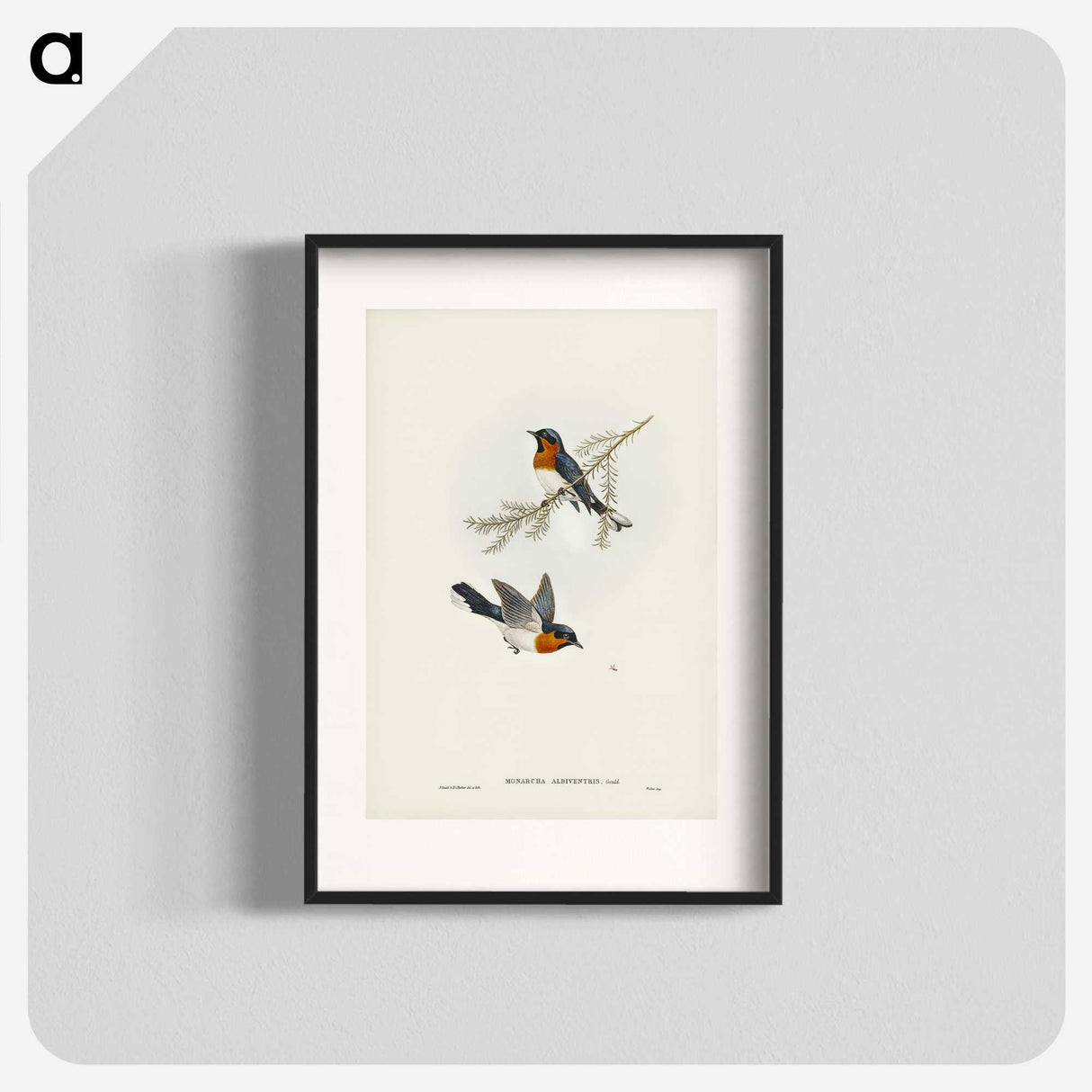 1-70_John-Gould_blk