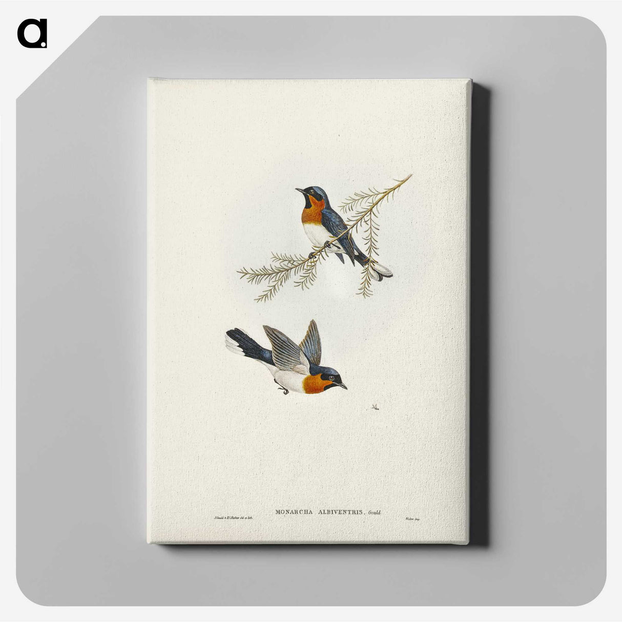 1-70_John-Gould_canvas