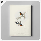 1-70_John-Gould_canvas