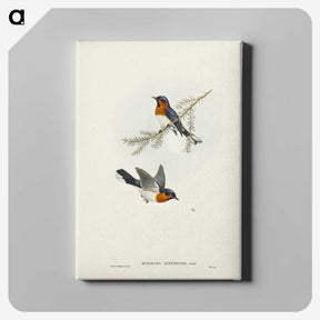 1-70_John-Gould_canvas