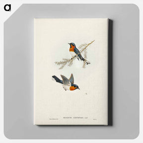 アートパネル-White-bellied Flycatcher
 - ジョン グールド Canvas.