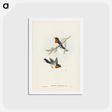 アートポストカード-White-bellied Flycatcher
 - ジョン グールド Postcard.