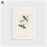 アートポストカード-White-bellied Flycatcher
 - ジョン グールド Postcard.