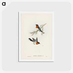 アートポストカード-White-bellied Flycatcher
 - ジョン グールド Postcard.