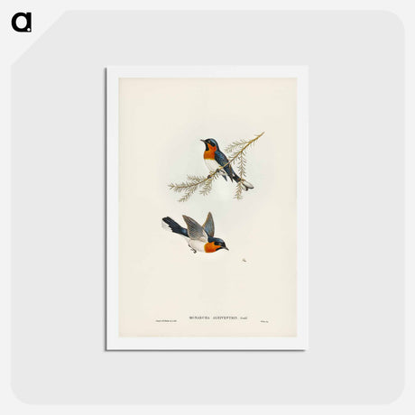 アートポストカード-White-bellied Flycatcher
 - ジョン グールド Postcard.