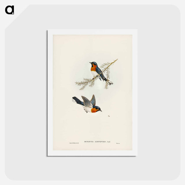 アートポストカード-White-bellied Flycatcher
 - ジョン グールド Postcard.