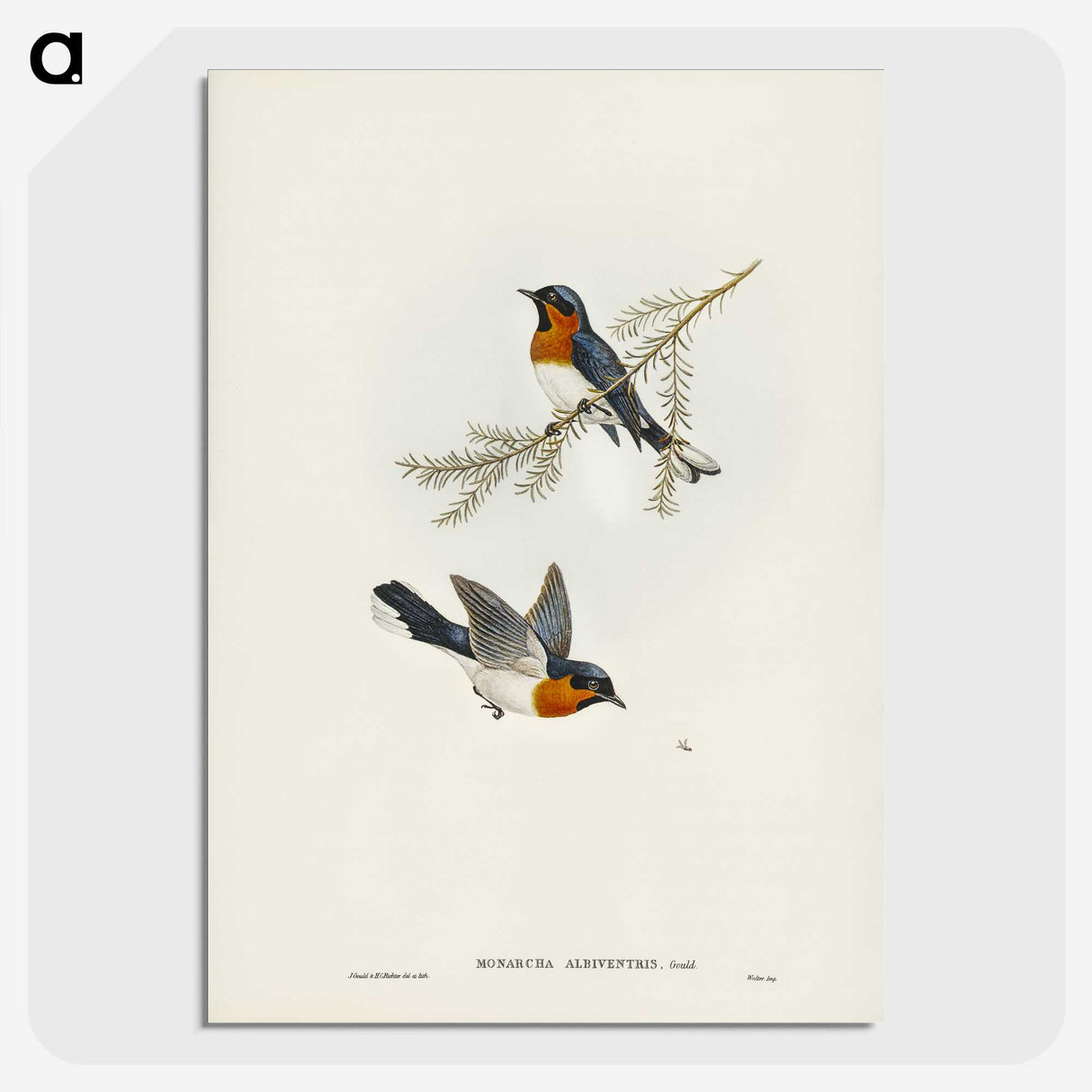 1-70_John-Gould_picture-crop