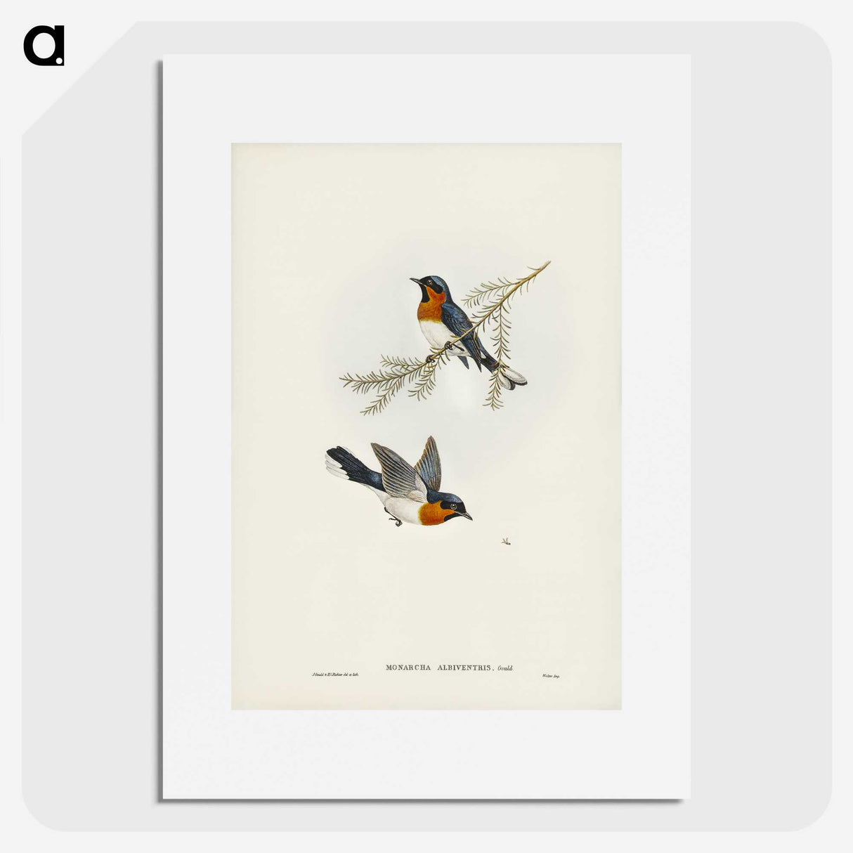 1-70_John-Gould_picture