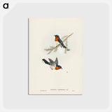 アートポストカード-White-bellied Flycatcher
 - ジョン グールド Postcard.