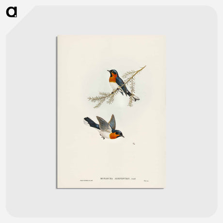 アートポストカード-White-bellied Flycatcher
 - ジョン グールド Postcard.
