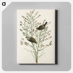 アートパネル-Orange-crowned Warbler
 - ジョン ジェームス オーデュボン Canvas.