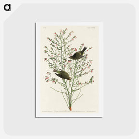 アートポストカード-Orange-crowned Warbler
 - ジョン ジェームス オーデュボン Postcard.