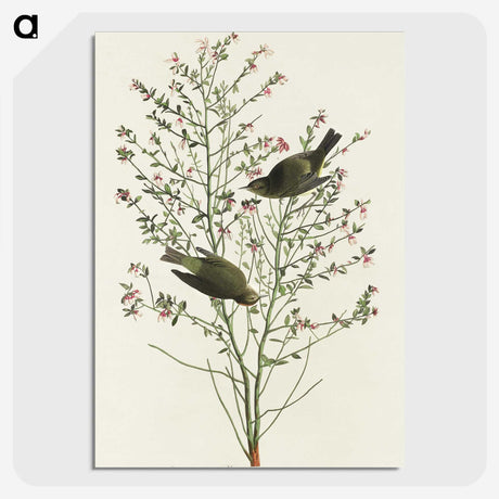 1-70_John-James-Audubon_picture-crop