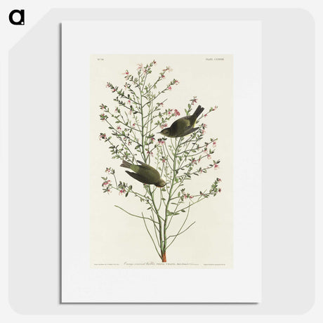 1-70_John-James-Audubon_picture