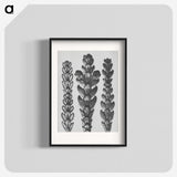 1-70_Karl-Blossfeldt_blk
