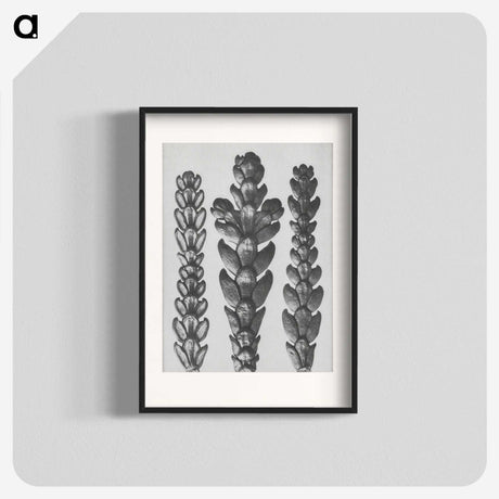 1-70_Karl-Blossfeldt_blk