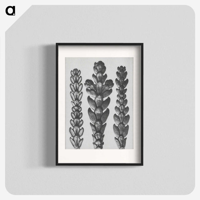 1-70_Karl-Blossfeldt_blk